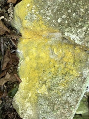 Leproplaca chrysodeta