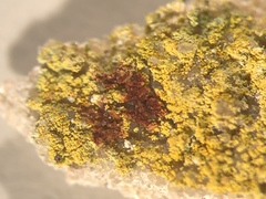 Leproplaca chrysodeta