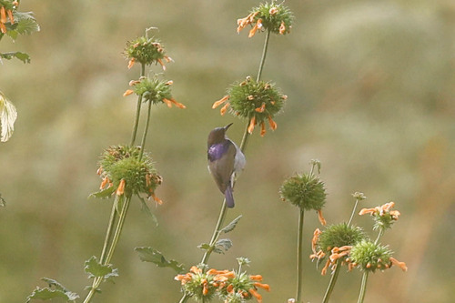 Uluguru Violet-backed Sunbird (Anthreptes neglectus), photo 4