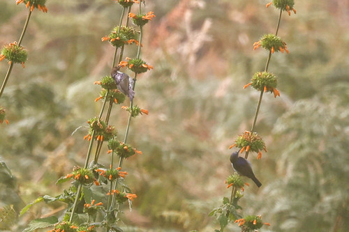 Uluguru Violet-backed Sunbird (Anthreptes neglectus), photo 3