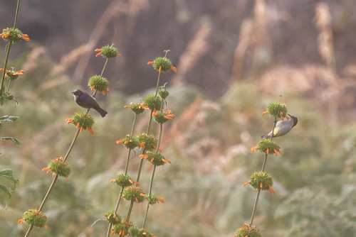 Uluguru Violet-backed Sunbird (Anthreptes neglectus), photo 4