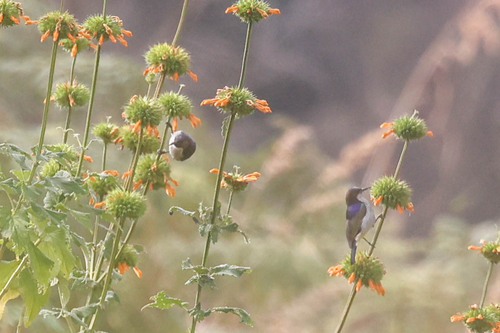 Uluguru Violet-backed Sunbird (Anthreptes neglectus), photo 5
