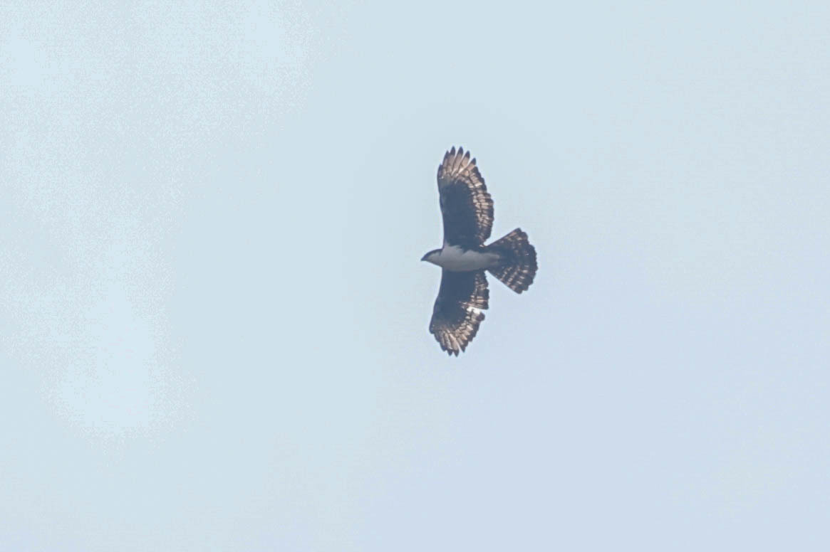 Cassin's Hawk-Eagle (Aquila africana)