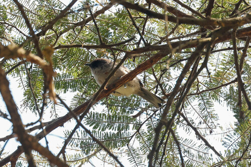 Brown Parisoma (Curruca lugens), photo 6