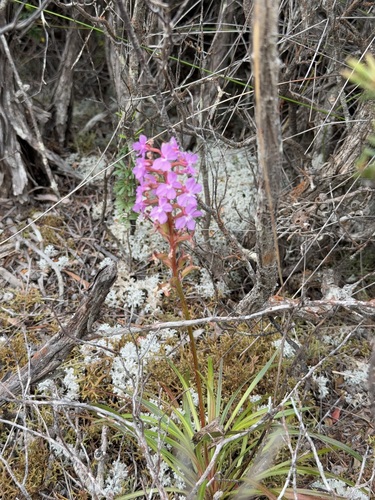 Image of Stylidium armeria by (c) sblumen, some rights reserved (CC BY)
