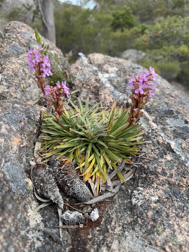 Image of Stylidium armeria by (c) sblumen, some rights reserved (CC BY)