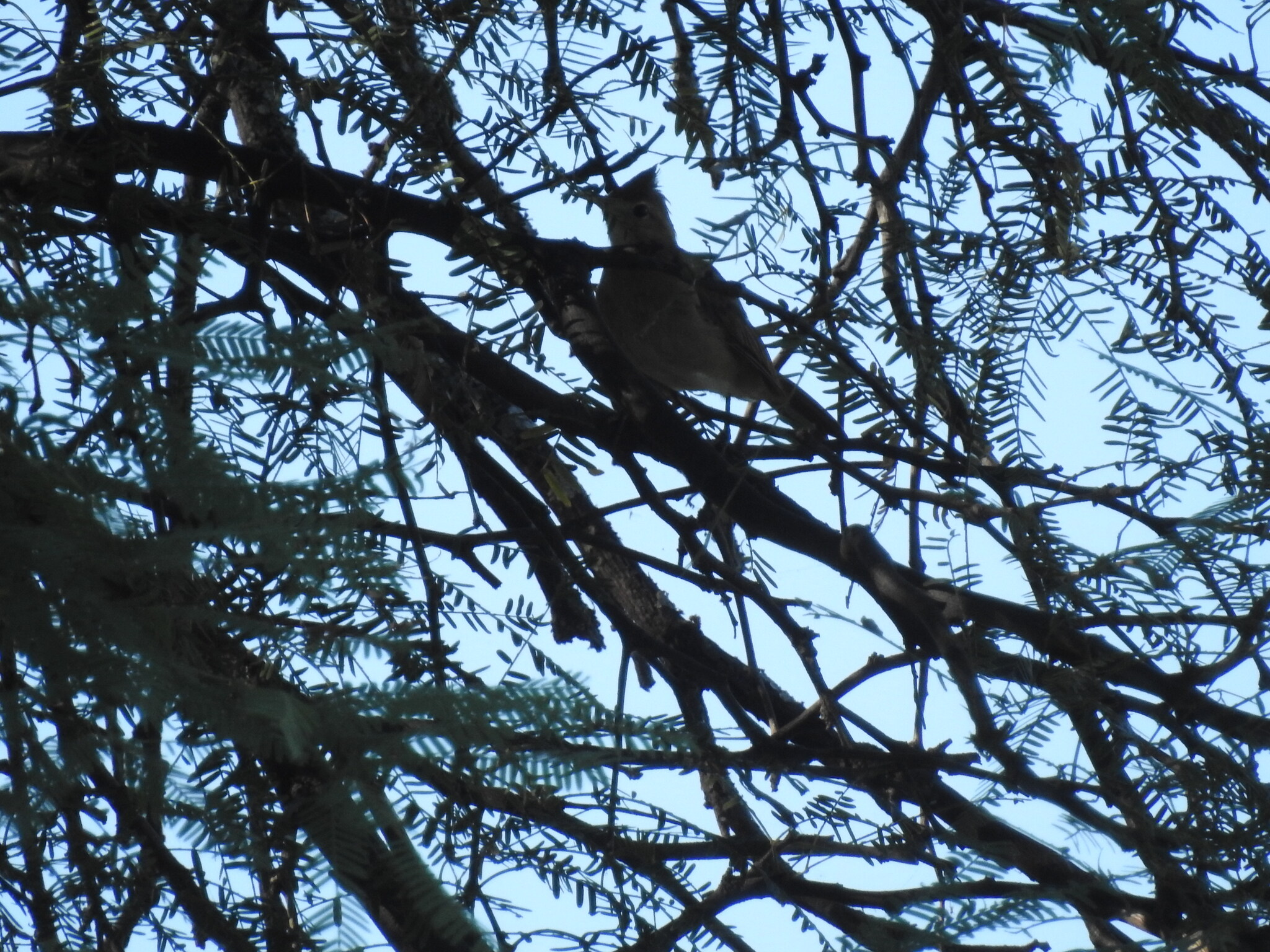 Crested Hornero (Furnarius cristatus), photo 10