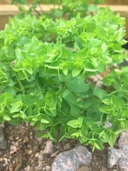 Euphorbia peplus