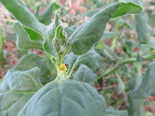 Tetragonia tetragonoides