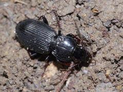Pterostichus stygicus