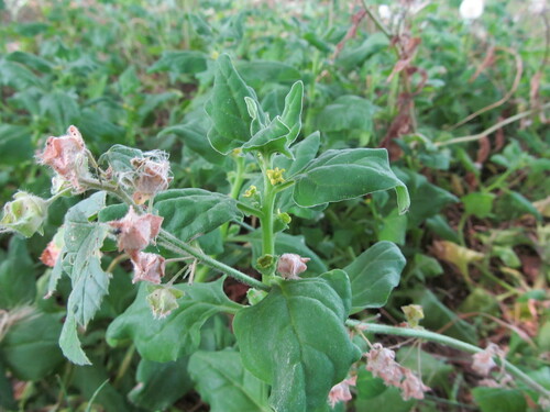 Tetragonia tetragonoides