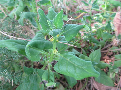 Tetragonia tetragonoides