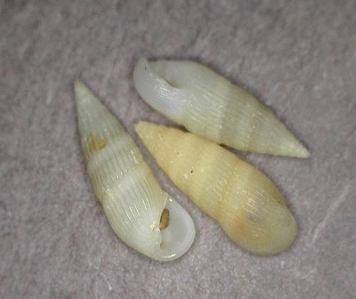 Rissoina observed 2025-03-05