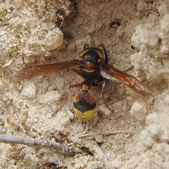 Delta unguiculatum