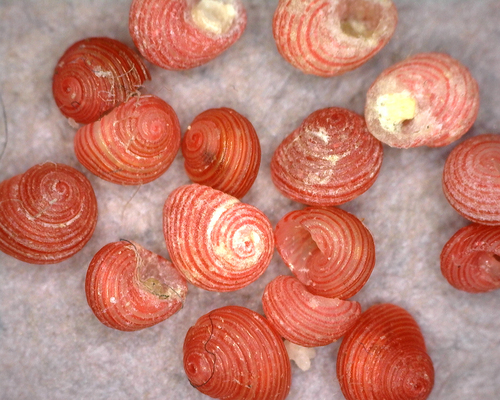Microcollonia rubricincta, 2025-03-04
