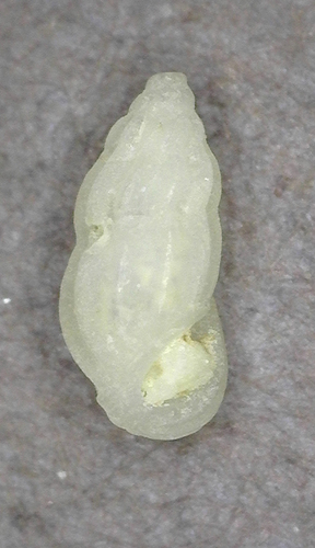 Schwartziella triticea observed 2025-03-05