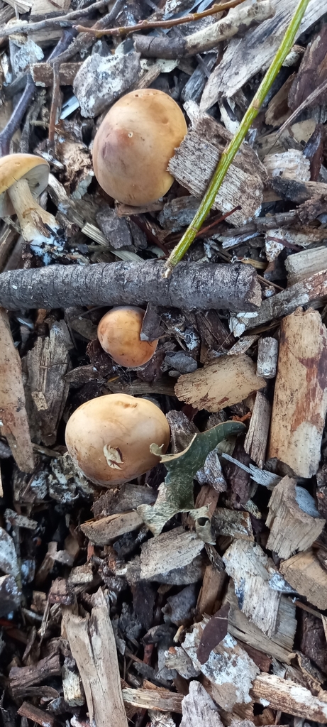 Agrocybe putaminum · March 2025 · photo: © lobotaniser (iNaturalist, cc-by-nc)