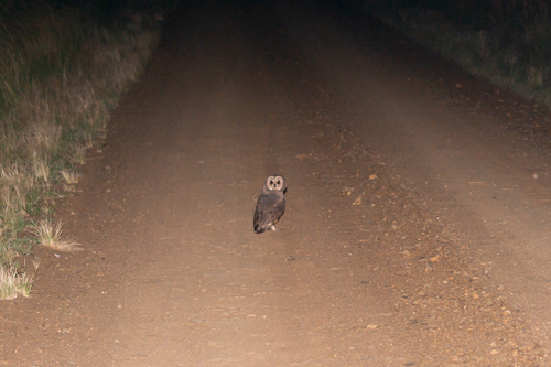 Marsh Owl (Asio capensis), photo 9