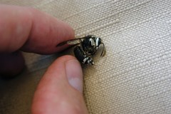 Dolichovespula maculata