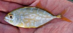 Caranx bartholomaei
