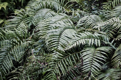 Menisciopsis penangiana, 2025-03-12