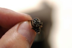 Dolichovespula maculata
