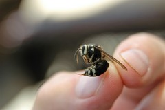 Dolichovespula maculata