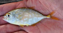 Caranx bartholomaei