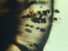 Rhizocarpon eupetraeum