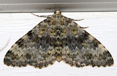 Entephria