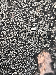 Rhizocarpon eupetraeum