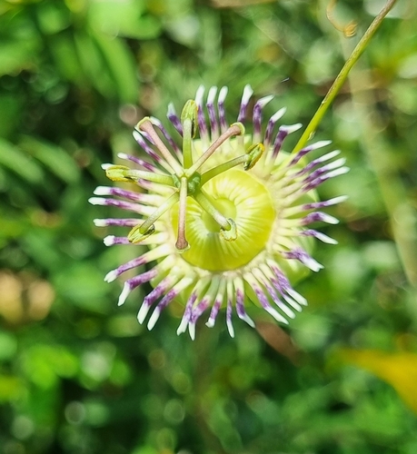 Passiflora porophylla