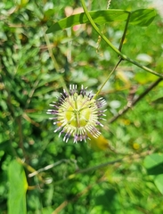 Passiflora porophylla, photograph Gabriel O. Keller, CC BY, iNaturalist via GBIF