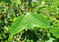 Passiflora porophylla, photograph Gabriel O. Keller, CC BY, iNaturalist via GBIF