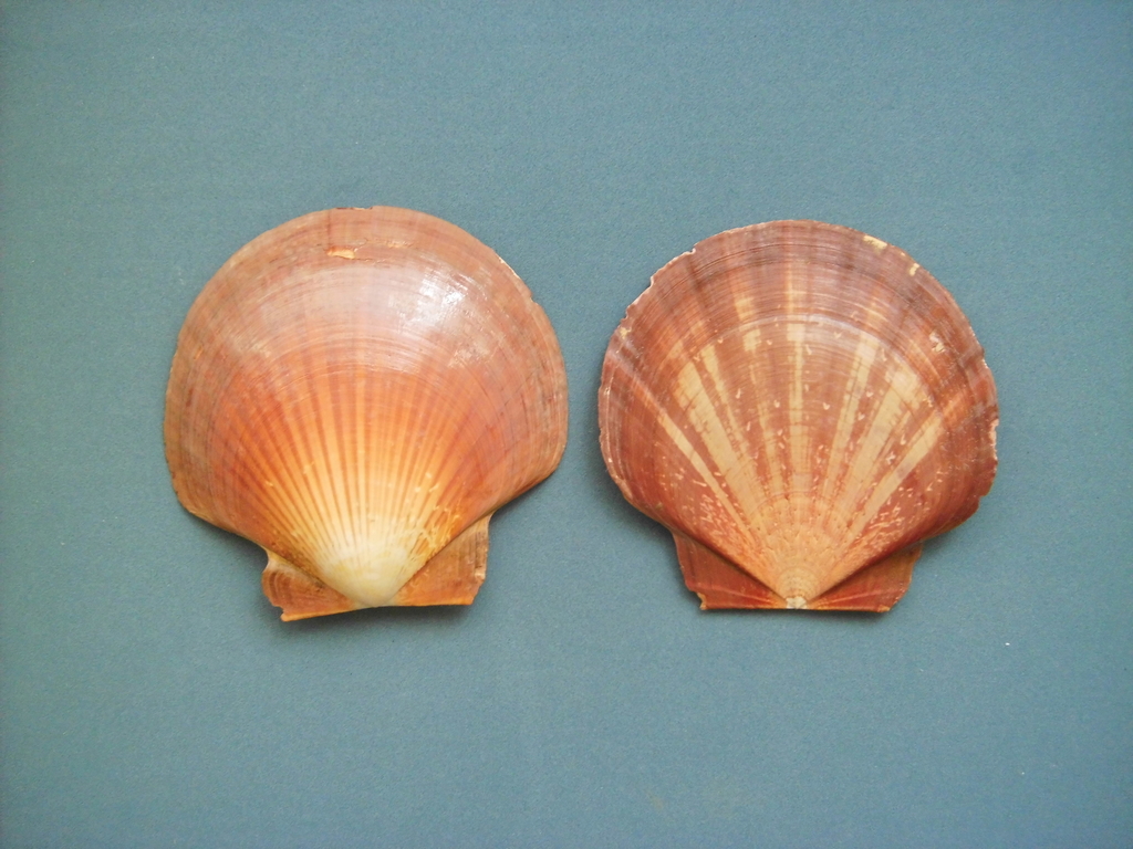 Laurent's Scallop