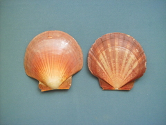 Laurent's Scallop