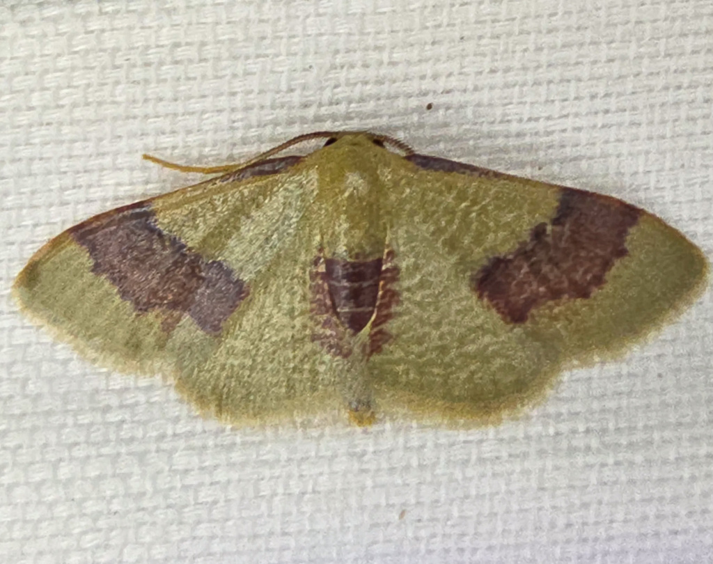 Leptostales oblinataria