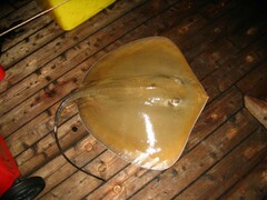 Jenkins' Whipray photo 5