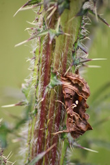 Autographa pulchrina