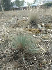 Corynephorus canescens