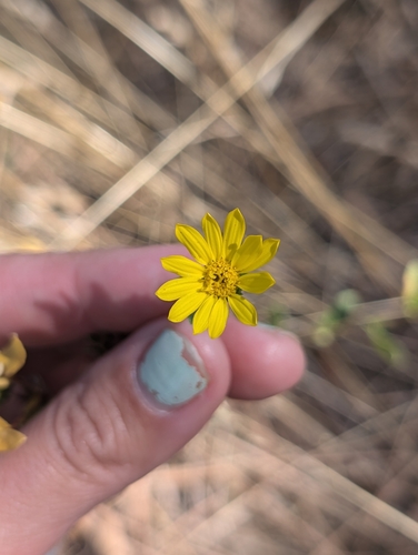 San Diego Gumplant (Grindelia hallii)