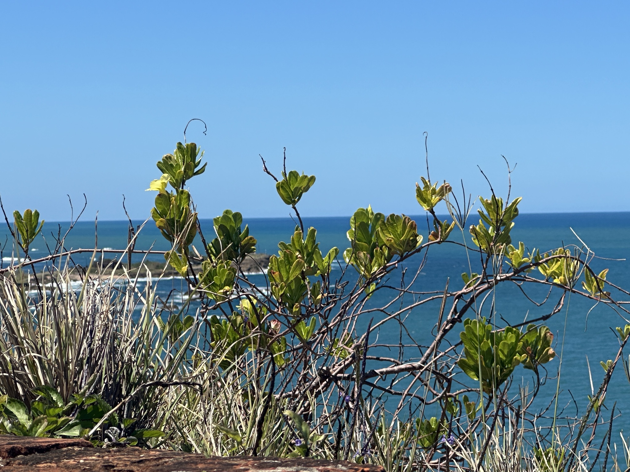 Imagem de Alamanda-de-praia