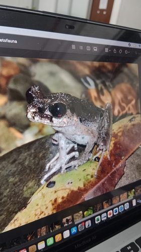 Leptobrachium hasseltii