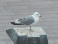 Larus canus