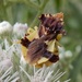 Phymata americana americana - Photo (c) Bob O'Kennon, osa oikeuksista pidätetään (CC BY-NC), lähettänyt Bob O'Kennon