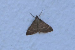 Ecpyrrhorrhoe diffusalis