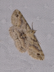 Scioglyptis lithenopa