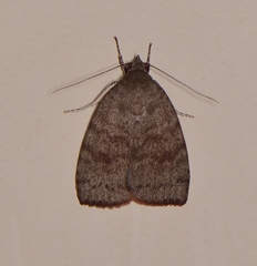 Austrocarea iocephala