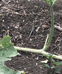 Pholidoscelis chrysolaemus