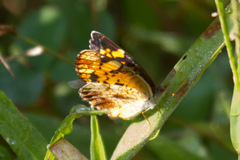 Phyciodes cocyta cocyta